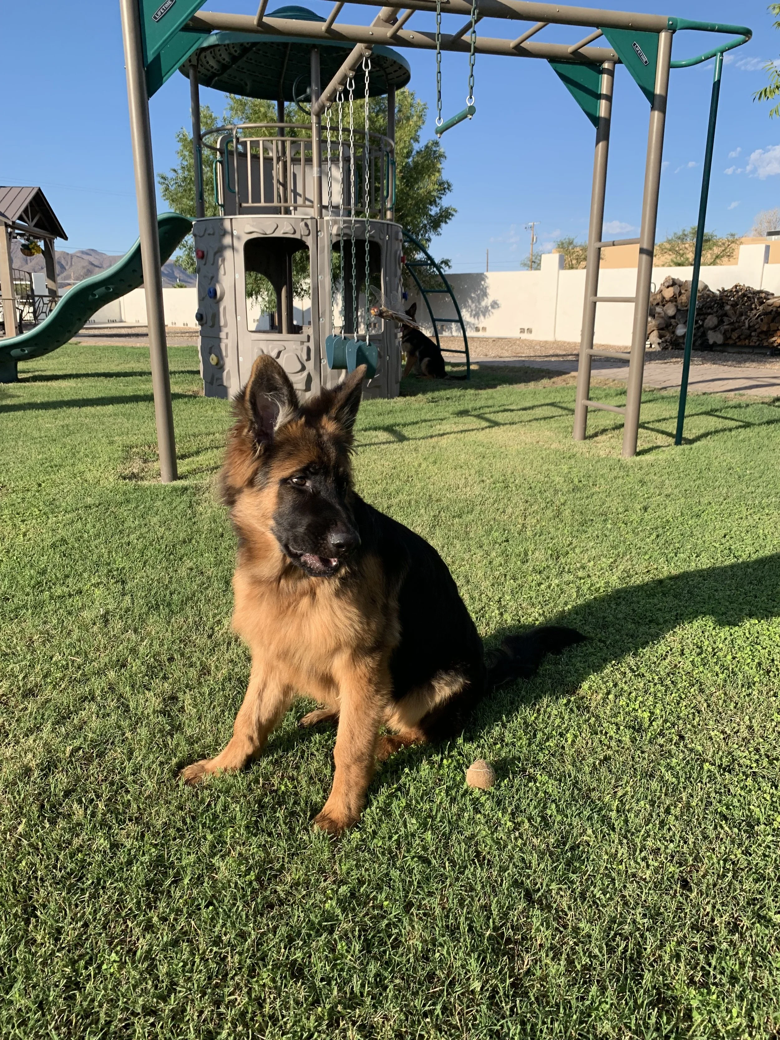 Males — Prigge Farm German Shepherds